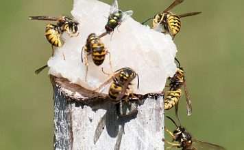 Remain on the alert for European wasps