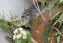 Meet the animals and the rescue teams