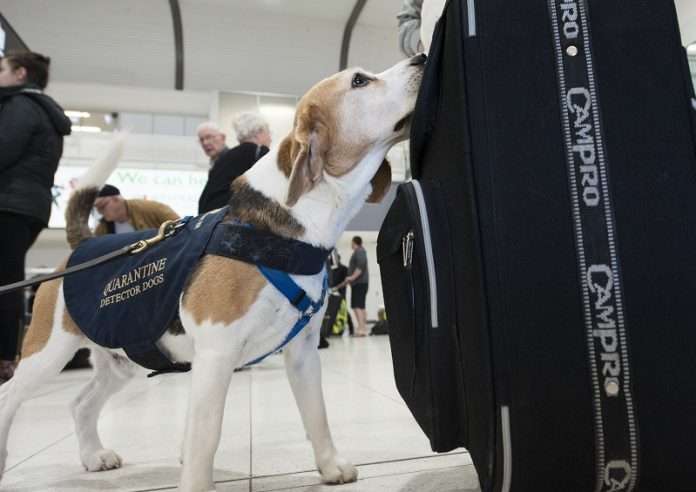 Quarantine detector dogs