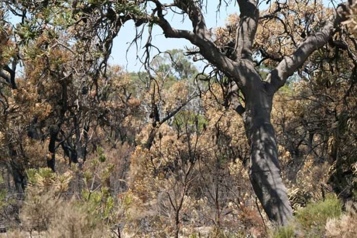 BushfireA21