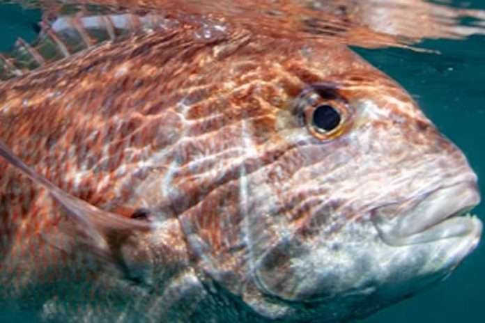PinkSnapper