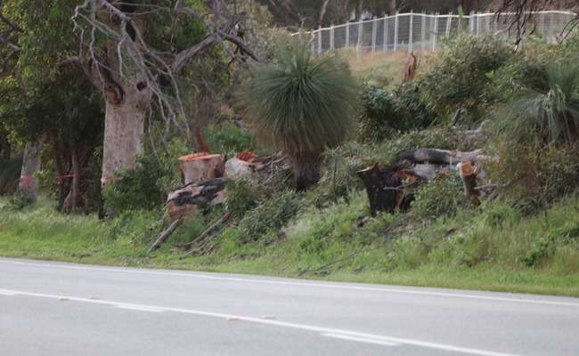 YanchepBeachRdTreesS17a